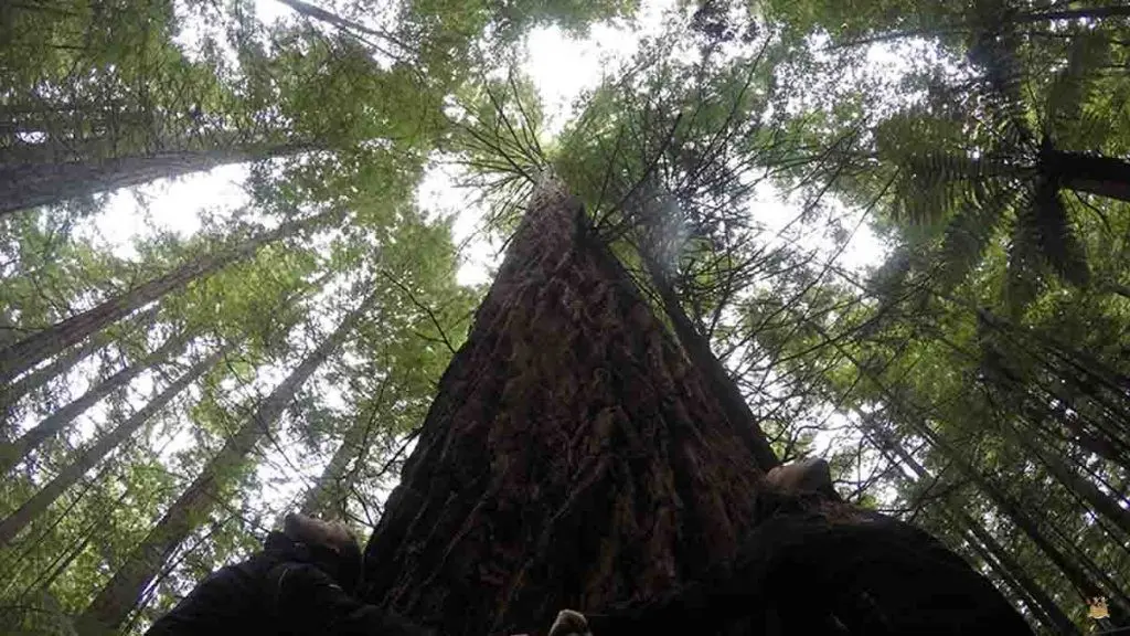 rotura redwoods