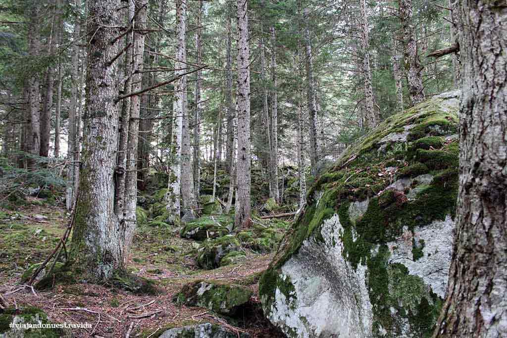 bosc del gerdar