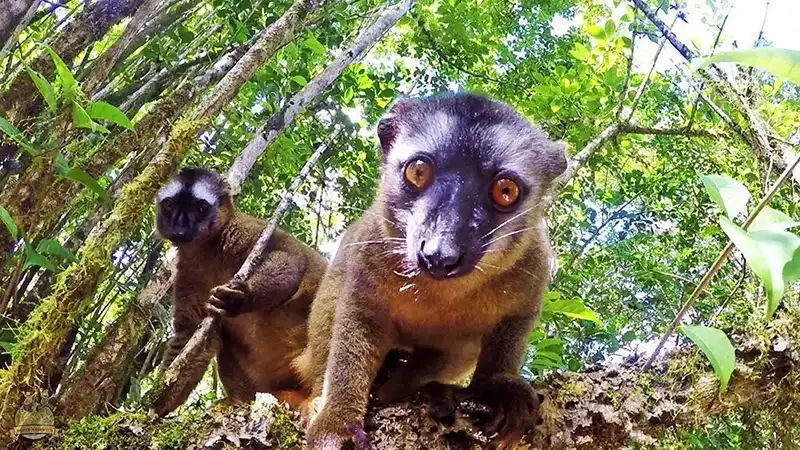 LEMUR 1