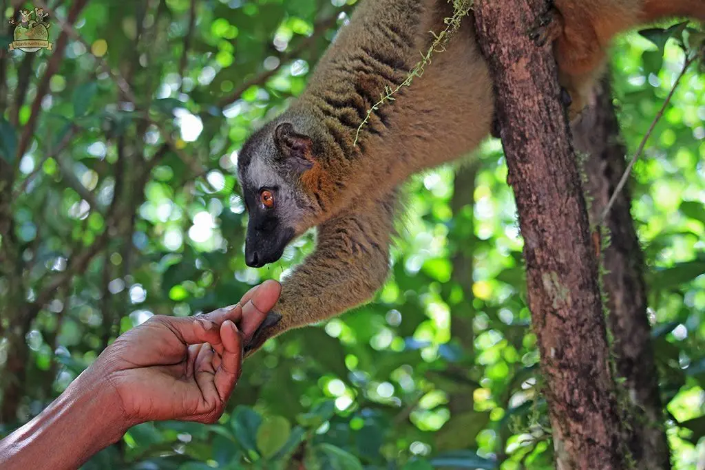 Lémur Parque Nacional Ranomafana