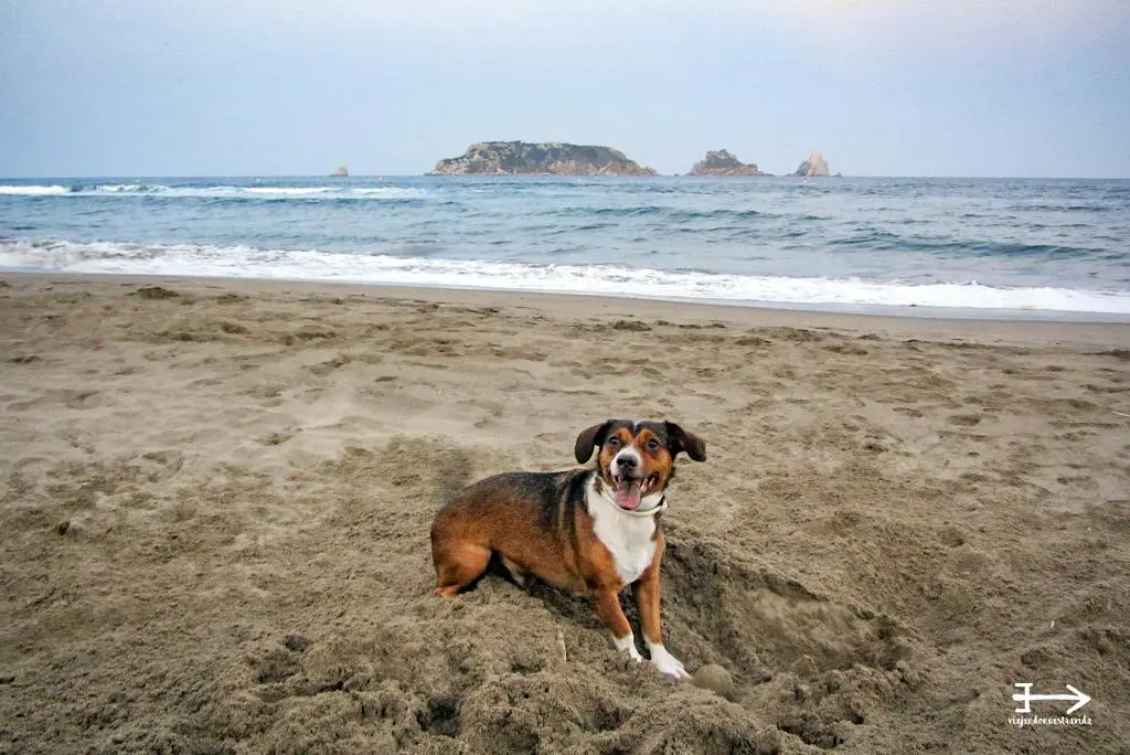 l'Estartit para ir con perros PLATJA DE LA PLETERA L'ESTARIT