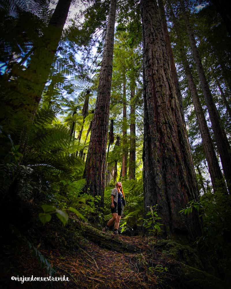 ruta nueva zelanda redwood en Rotorua
