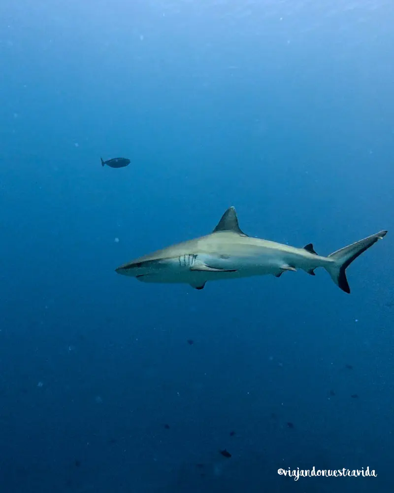 donde-bucear-en-maldivas-tiburones