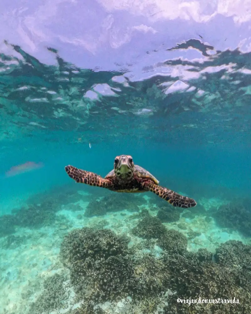 viajar-a-maldivas-por-libre-y-barato-mejores-islas-para-hacer-snorkel